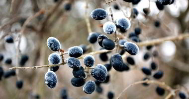 Рецепт Готовима кетчуп из тернослива на зиму