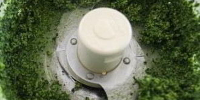 Рецепт пасты с соусом песто из капусты кале и грецких орехов