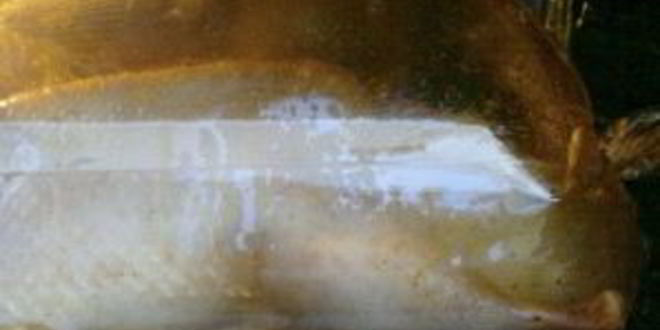 Рецепт утки в соусе ткемали с медом