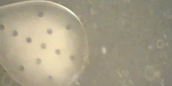 Рецепт белого мясного бульона