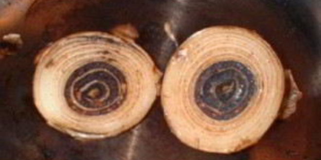 Рецепт весеннего бульона с грибами