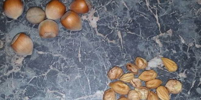 Рецепт гаспачо с фундуком