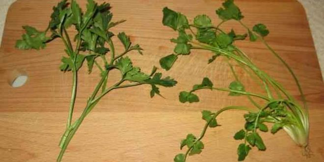 Рецепт щей зеленых