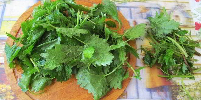 Рецепт зеленых щей с потрошками