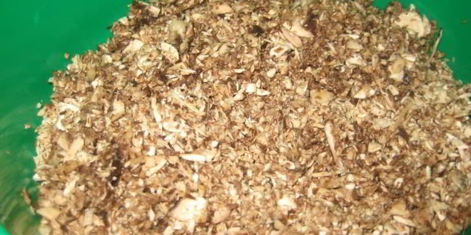 Рецепт грибного супа-пюре на молоке из свежих грибов