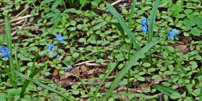 Рецепт овощного сырного супа