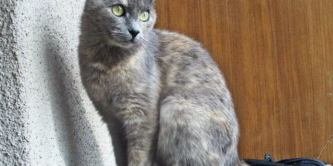 Рецепт овощного сырного супа