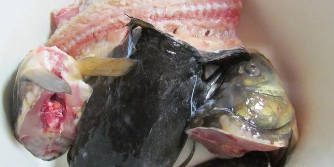 Рецепт ухи из речной рыбы