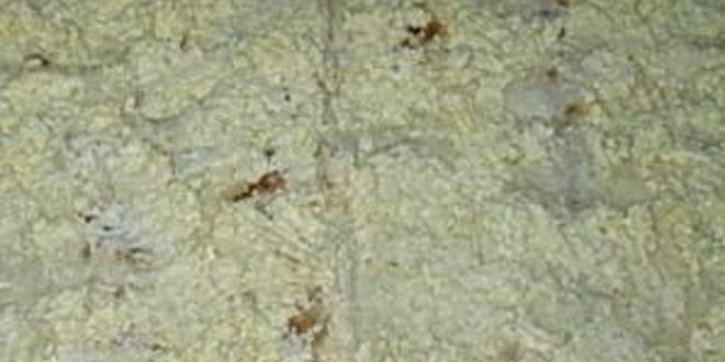 Рецепт лаваша с консервой