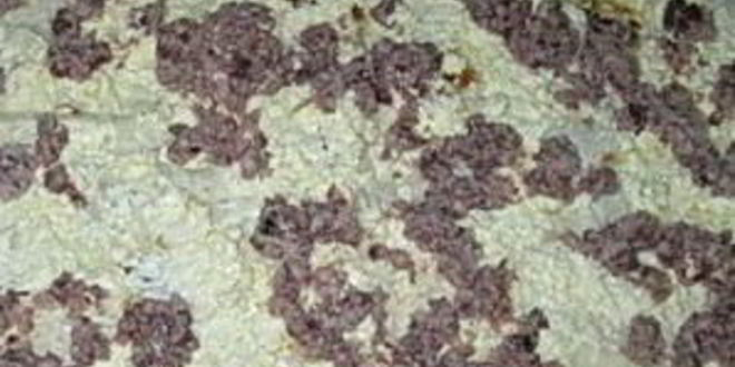 Рецепт лаваша с консервой