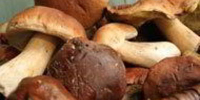 Рецепт штруделя с лесными грибами и сыром