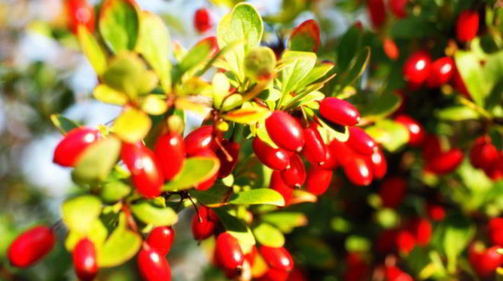 Как приготовить джем из кизила без косточек