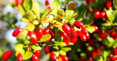 Рецепт Джема из кизила без косточек