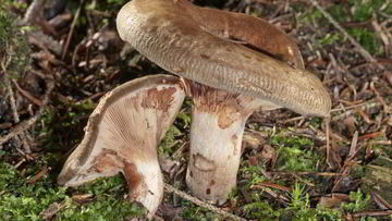 Рецепт Грибов свинушки на зиму