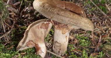 Рецепт Грибов свинушки на зиму