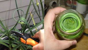 Рецепт Маринованных чесночных стрелок