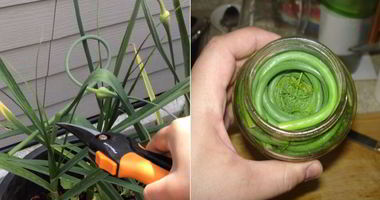 Рецепт Маринованных чесночных стрелок