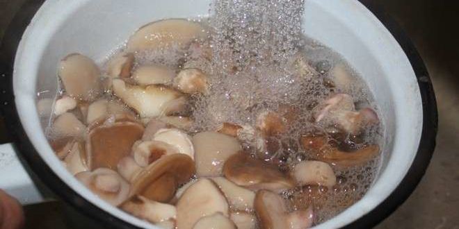 Рецепт маринованных маслят