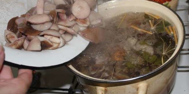 Рецепт маринованных маслят