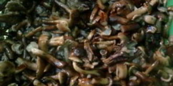 Рецепт маринованных опят с гвоздикой