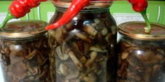 Рецепт маринованных опят с гвоздикой