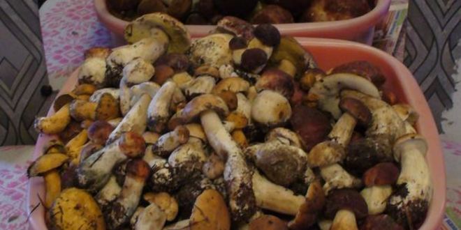 Рецепт грибов соленых домашних