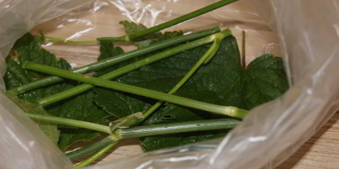 Рецепт малосольных огурчиков