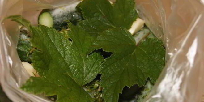 Рецепт малосольных огурчиков