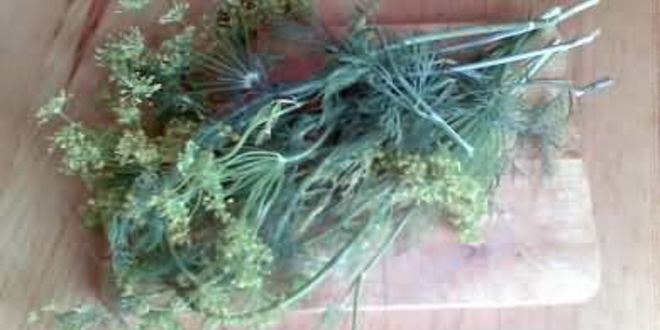 Рецепт малосольных огурцов