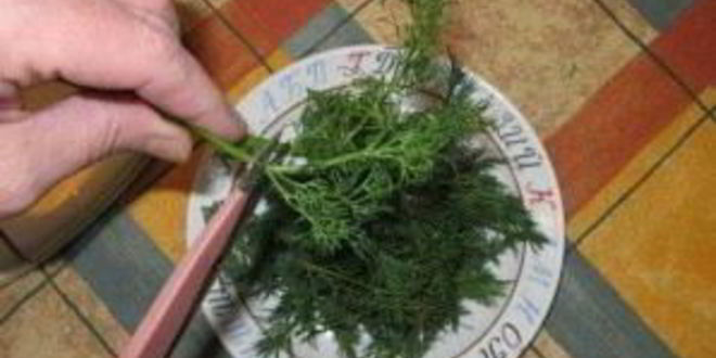 Рецепт малосольных помидоров