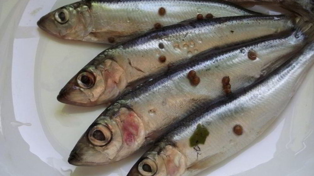 Как приготовить салаку пряного посола