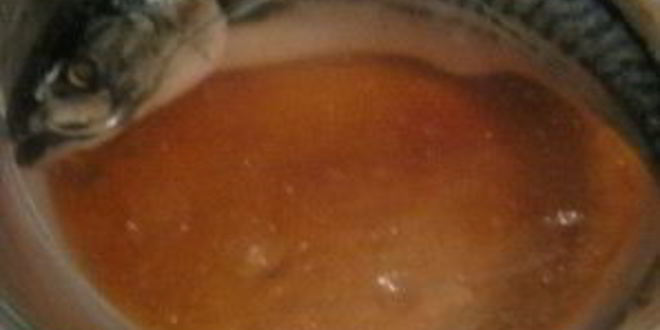 Рецепт скумбрии домашней малосольной