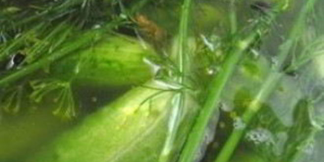 Рецепт закатки малосольных огурцов