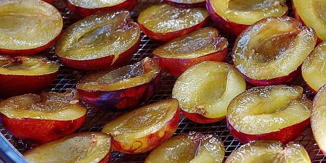 Рецепт соленых слив на зиму