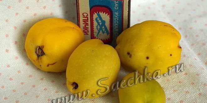 Рецепт японской айвы на зиму