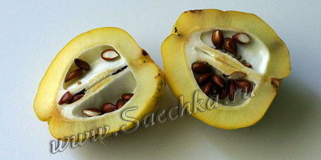 Рецепт японской айвы на зиму