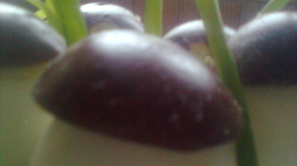 Как приготовить фаршированые яйца с фаршем