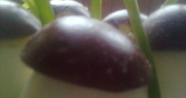 Рецепт Фаршированых яиц с фаршем