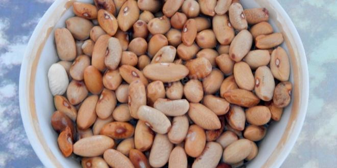 Рецепт паштета из фасоли