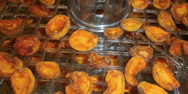 Рецепт сушки абрикосов в электросушилке