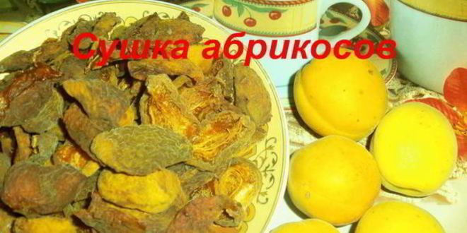 Рецепт сушки абрикосов в электросушилке