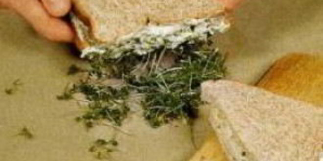 Рецепт куриного сэндвича с кресс-салатом