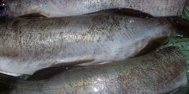 Рецепт сыра из рыбы по-северодвински