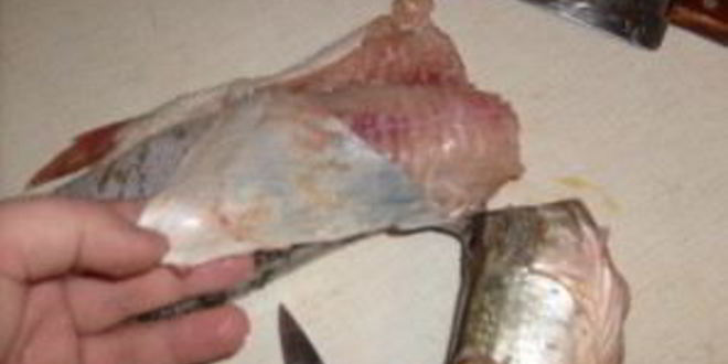 Рецепт заливного из щуки