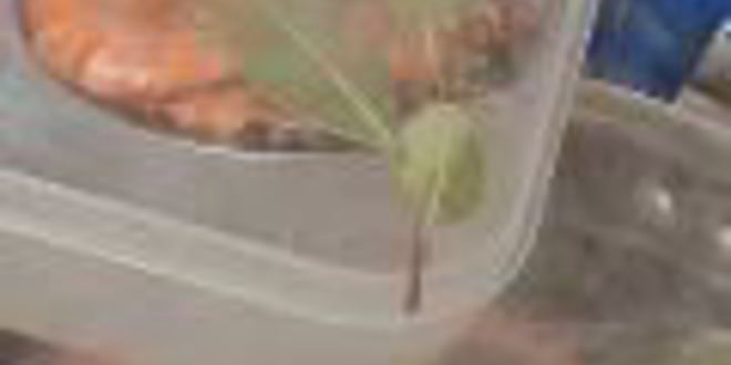 Рецепт заливного из судака с креветками